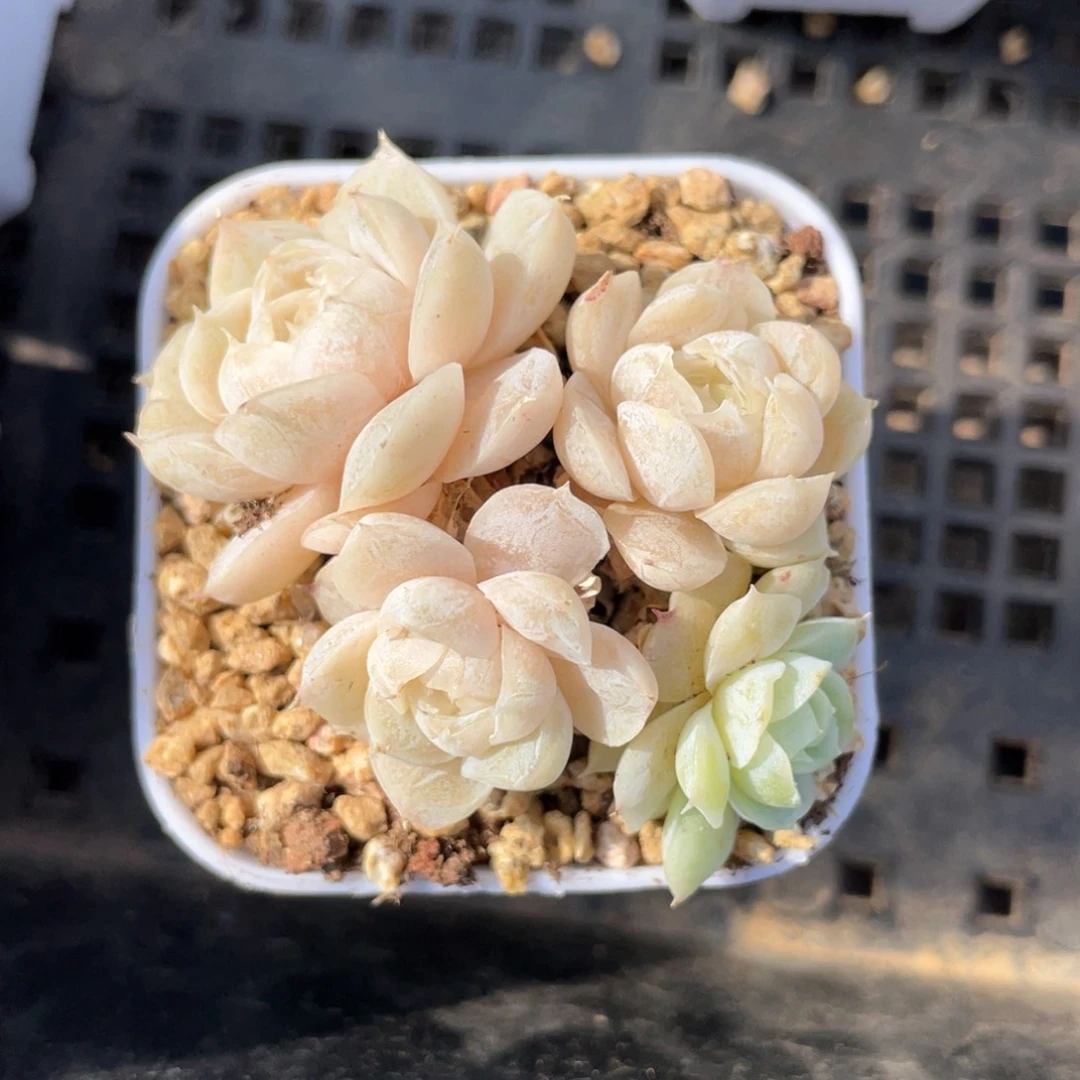 优选白女王福利1191