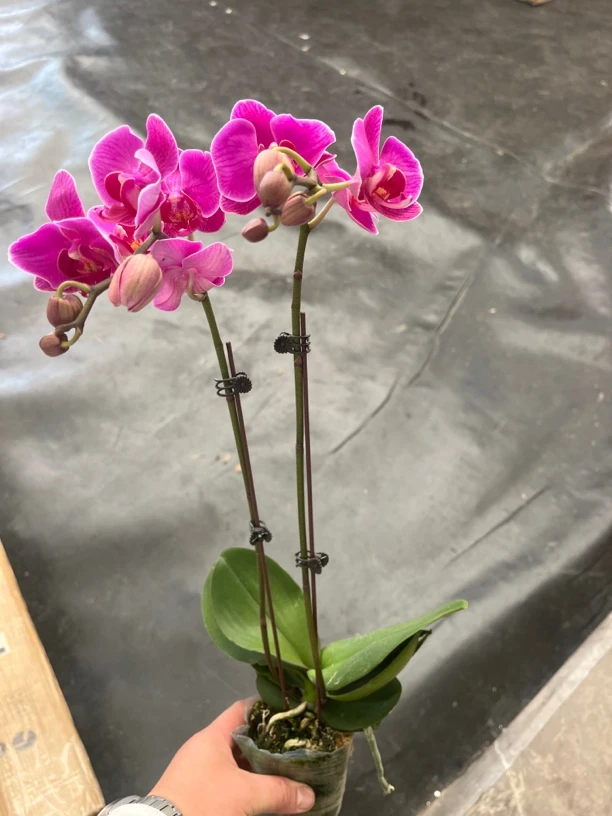 鲜花《好运来》蝴蝶兰云南源头基地直发