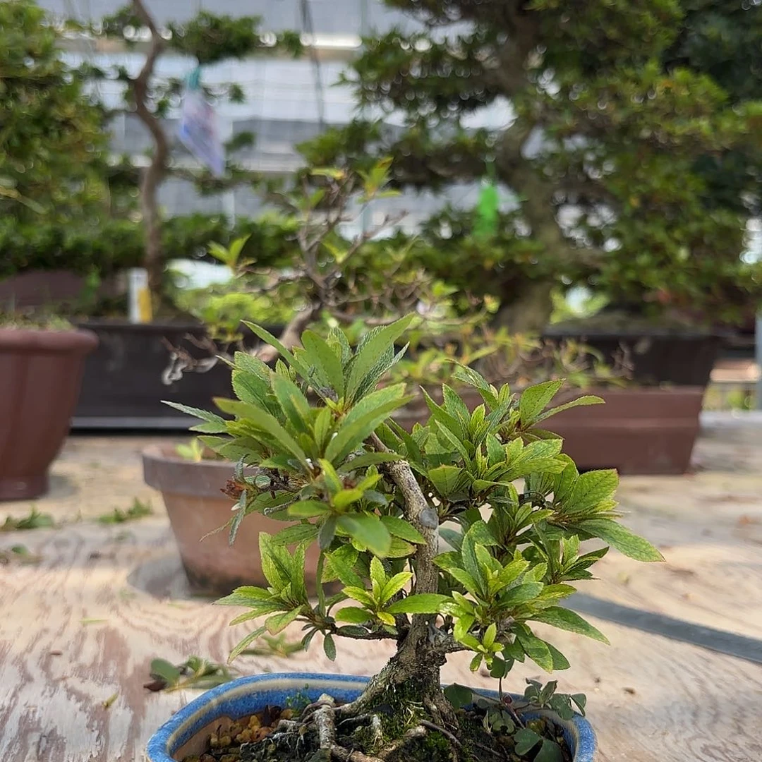 当前无花栽培后可以开花包邮皋月杜鹃红万重