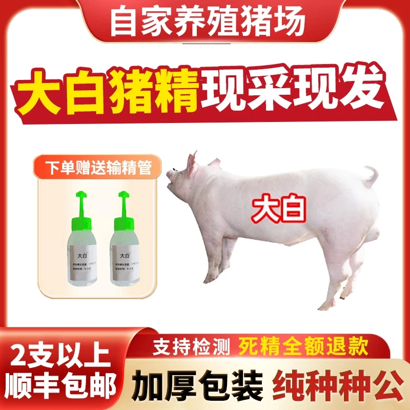 【大白】60ml一袋兽用优质精液猪精母猪健康配种人工授精当天现采