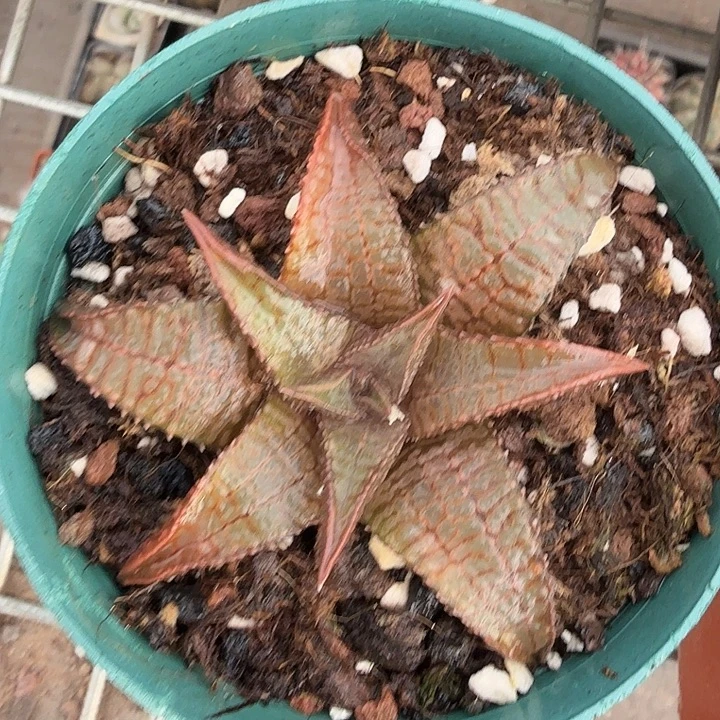 海王单头大9仙人球