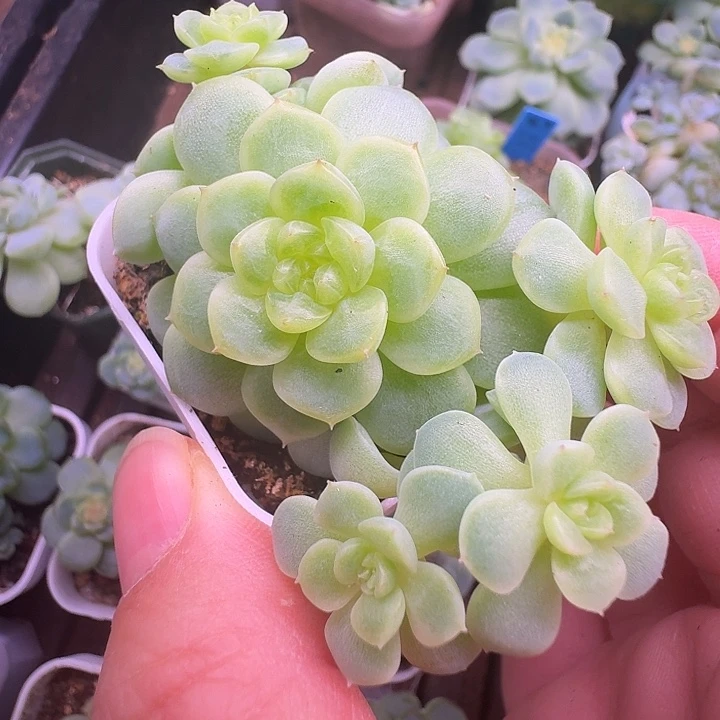 纸鸢甜心5头福利朵朵