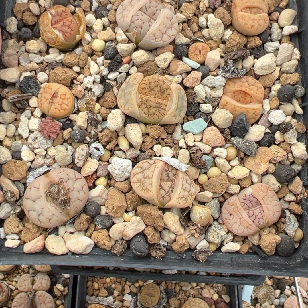 【闪购商品】909……