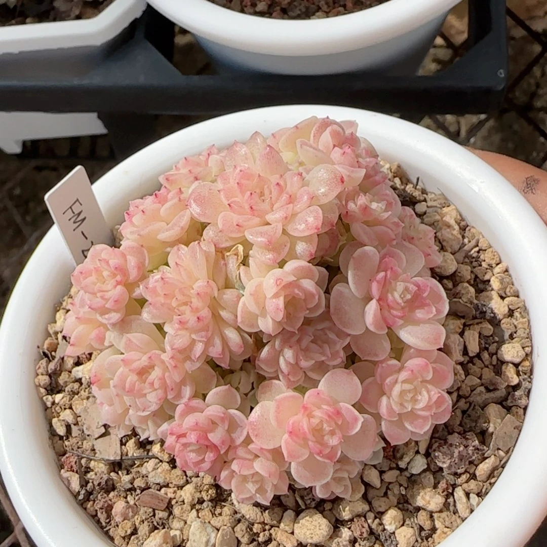 【闪购商品】0125-91（fm-209）