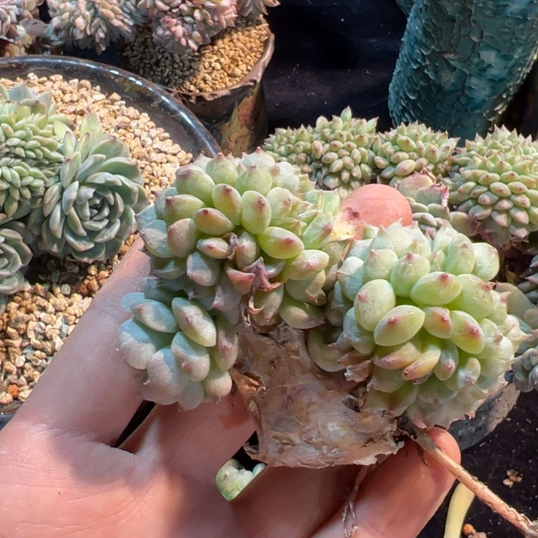 ℳ****新年快乐 新年快乐 新年快乐