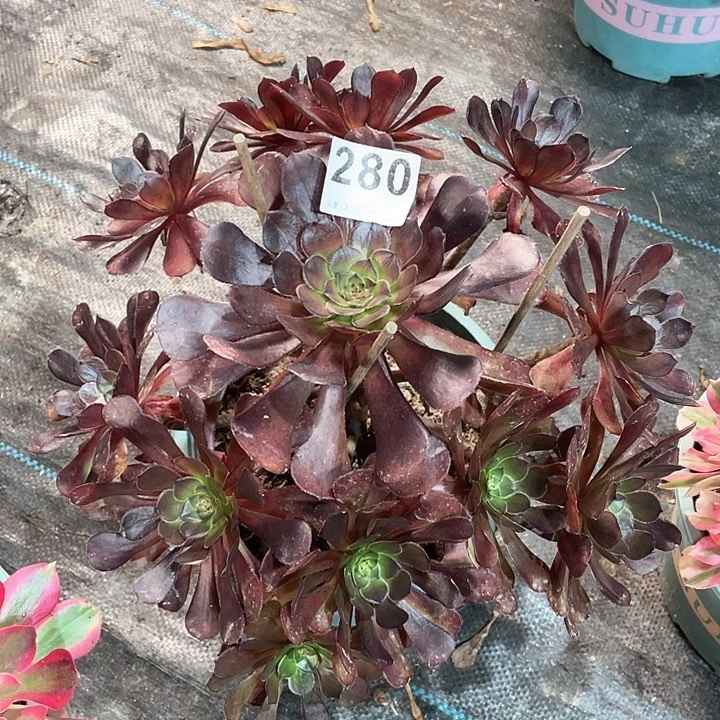 黑罗莉280   冠幅30