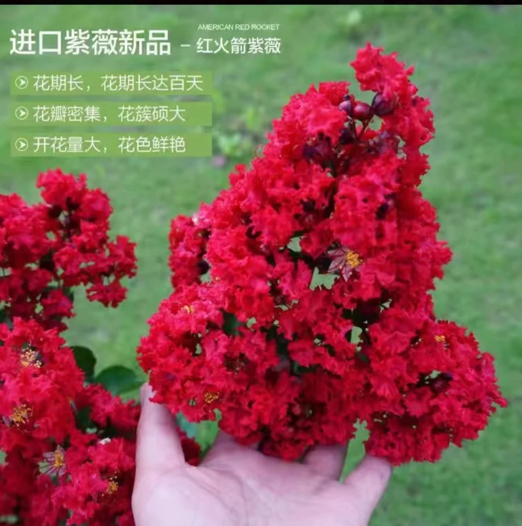 【一物一拍】红火箭紫薇老桩带花苞适合阳台庭院种植耐高温