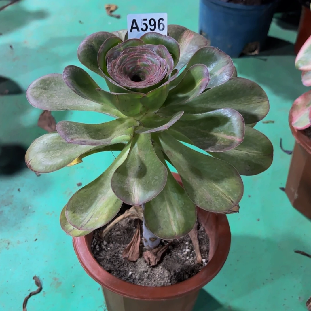 无花朵596中班锦法师多肉植物