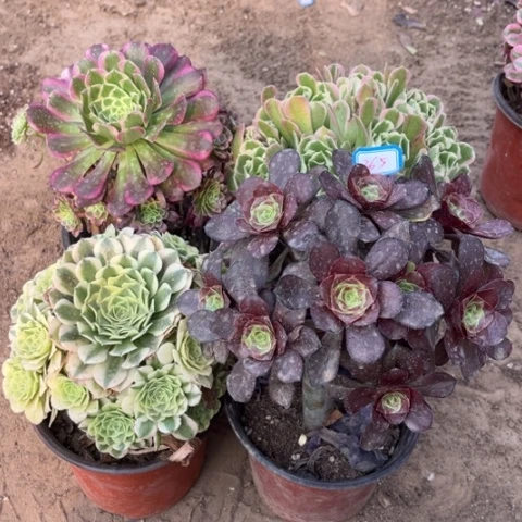 265多肉植物组合的