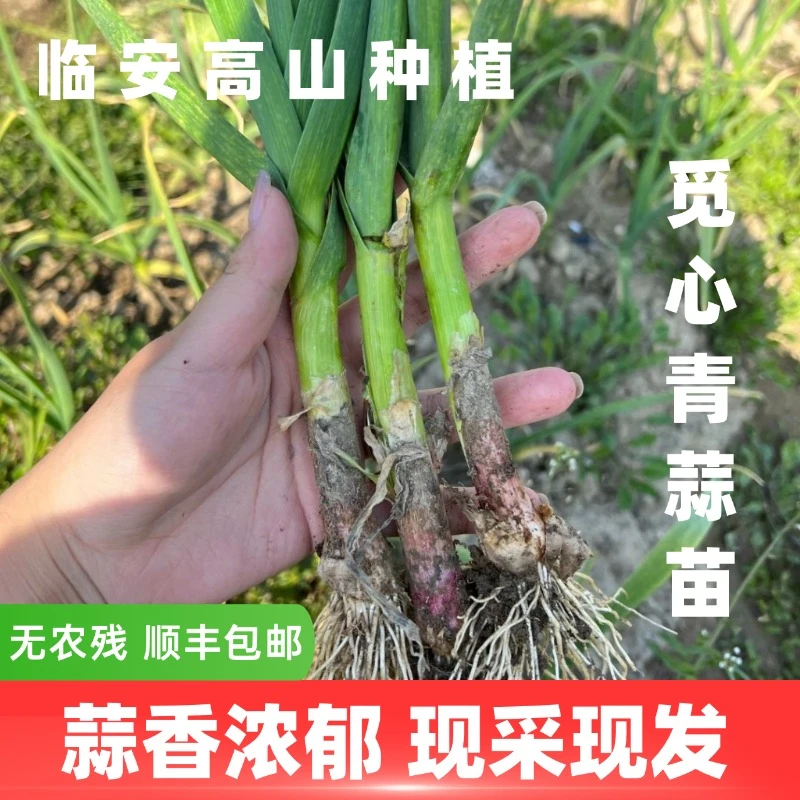 【觅心农场】土大蒜土青蒜大蒜苗2斤装