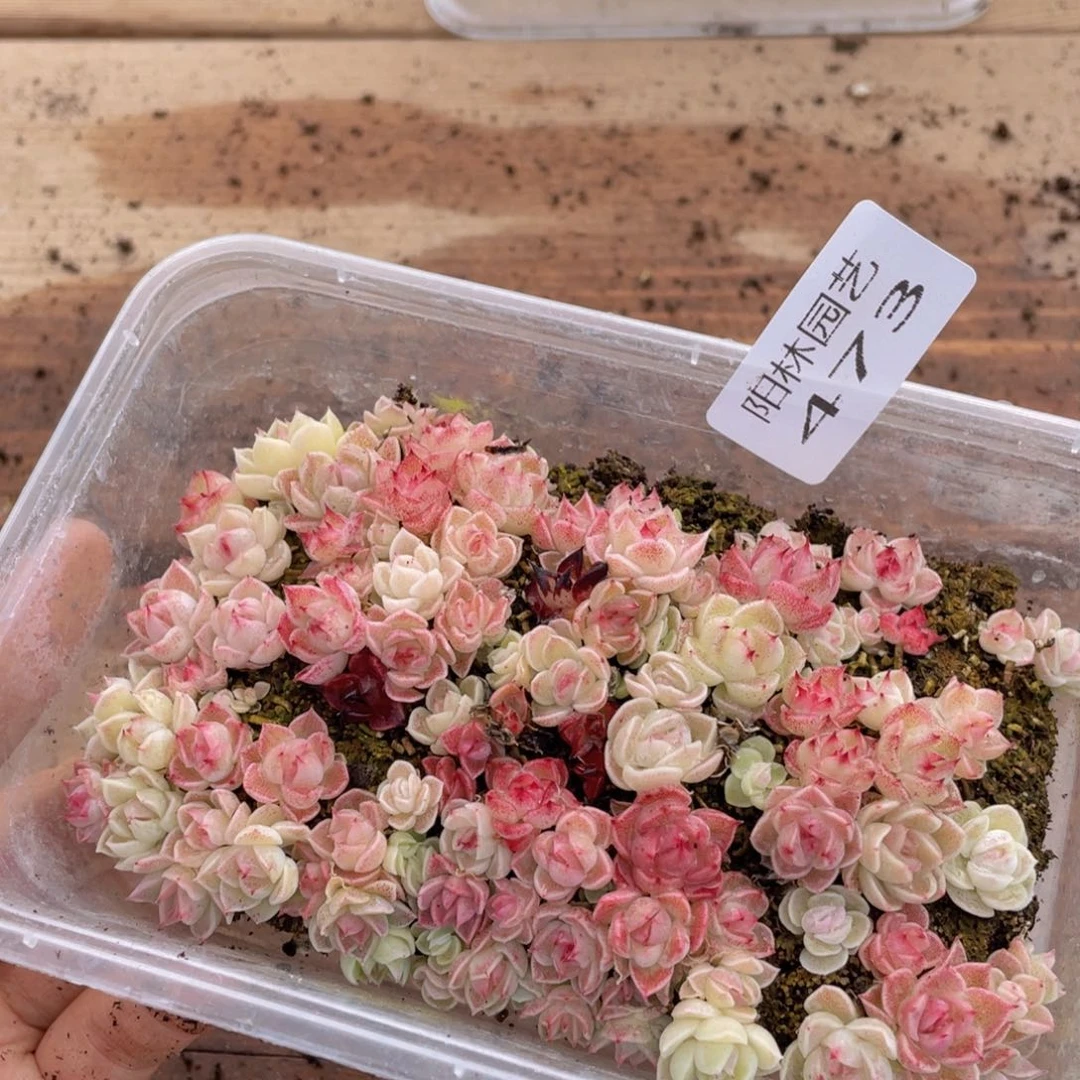 多肉植物多肉植物473