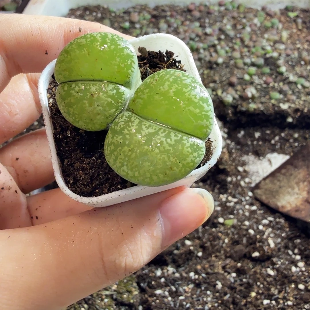 蓉***姐多肉植物的生长发育69