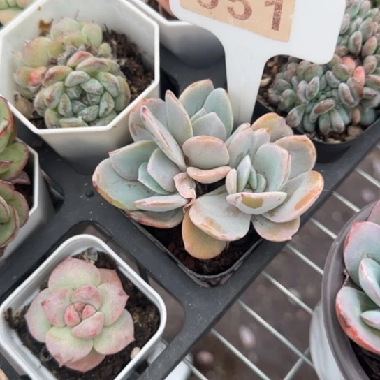 551奶茶一物一拍多肉