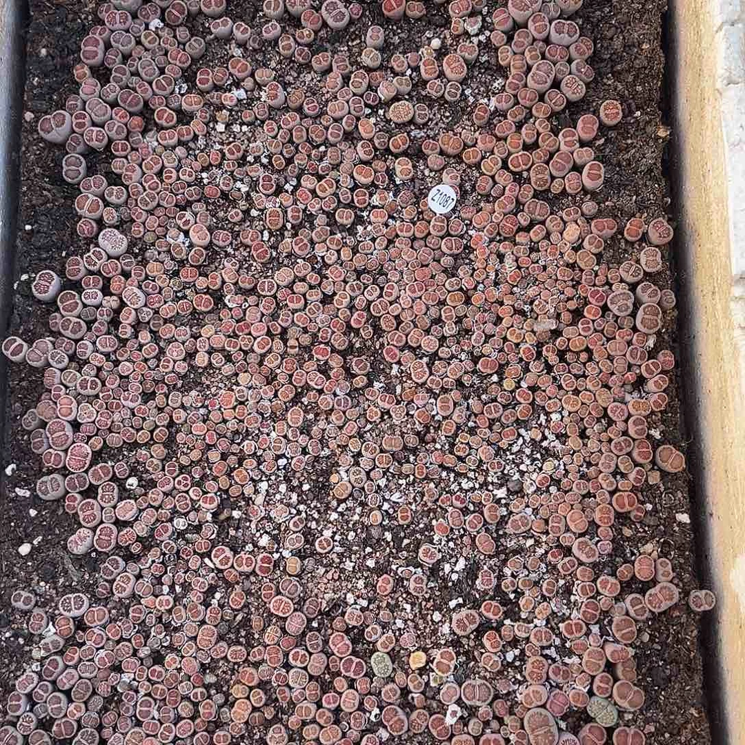 1087生石花 小美菊年底清货价格不作参考