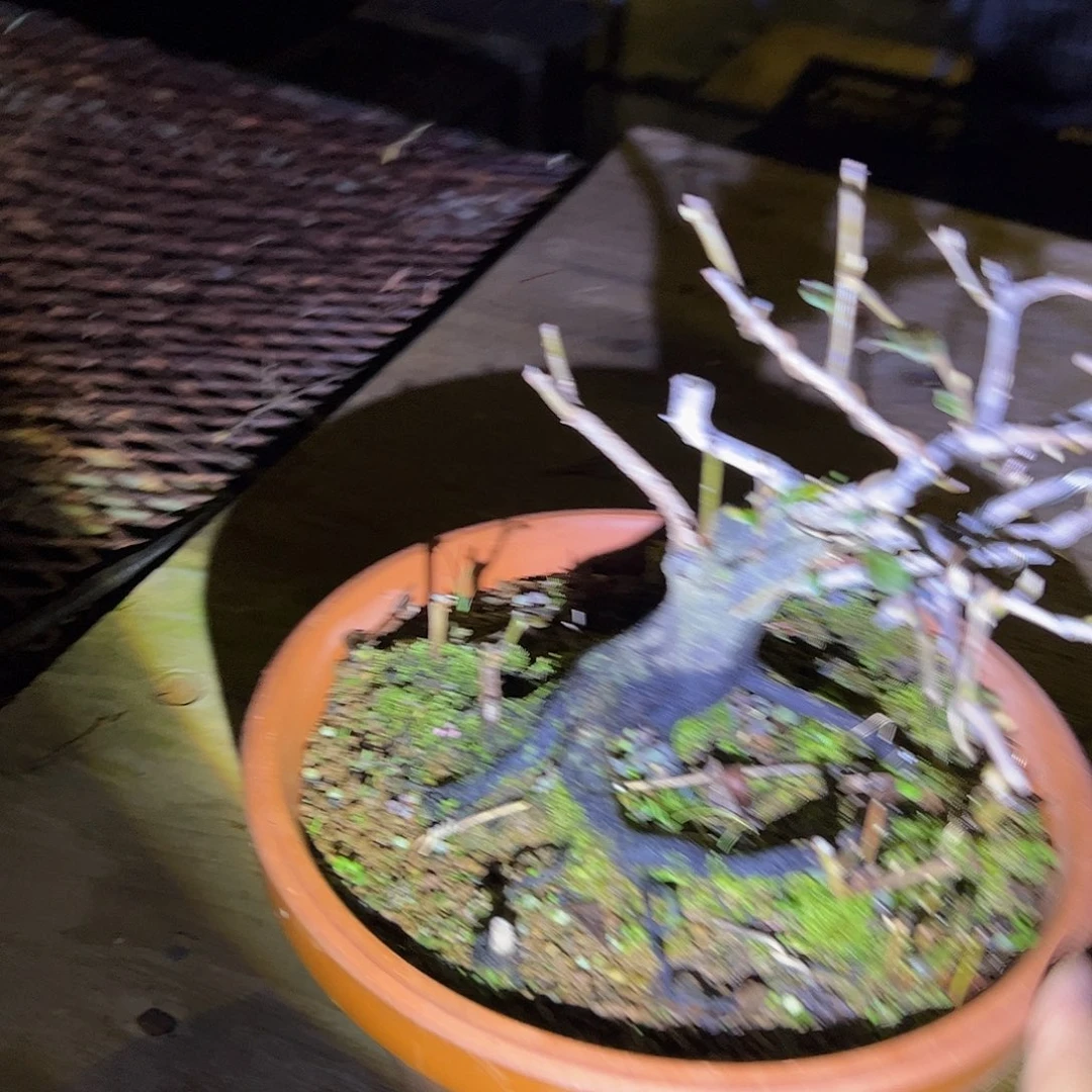 无花朵盆景不包邮