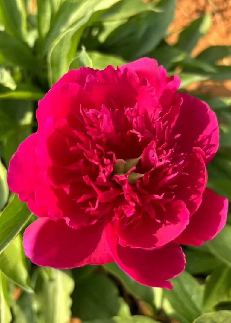 朱砂判 芍药 国产经典老品种朱砂色重瓣大花