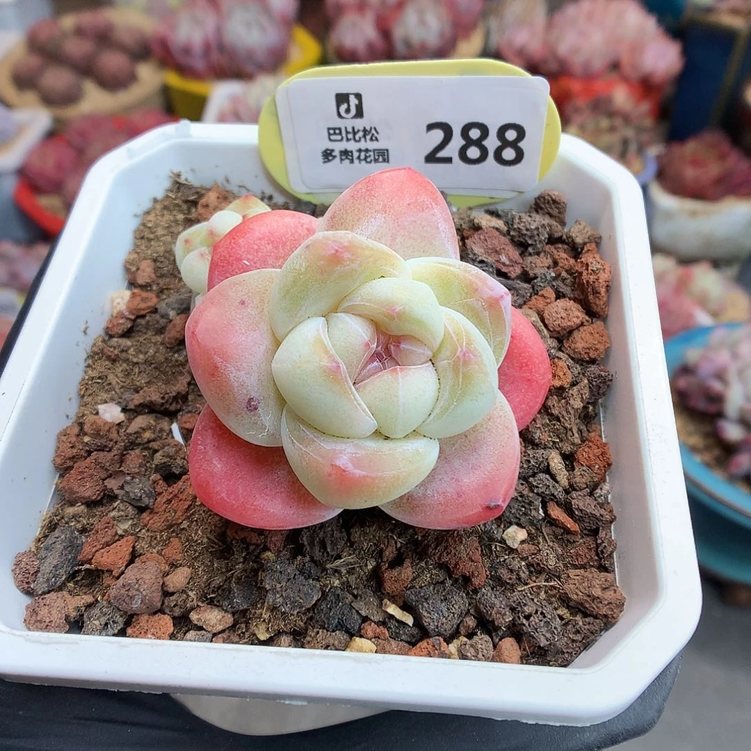 288 下播福利拍冰玉
