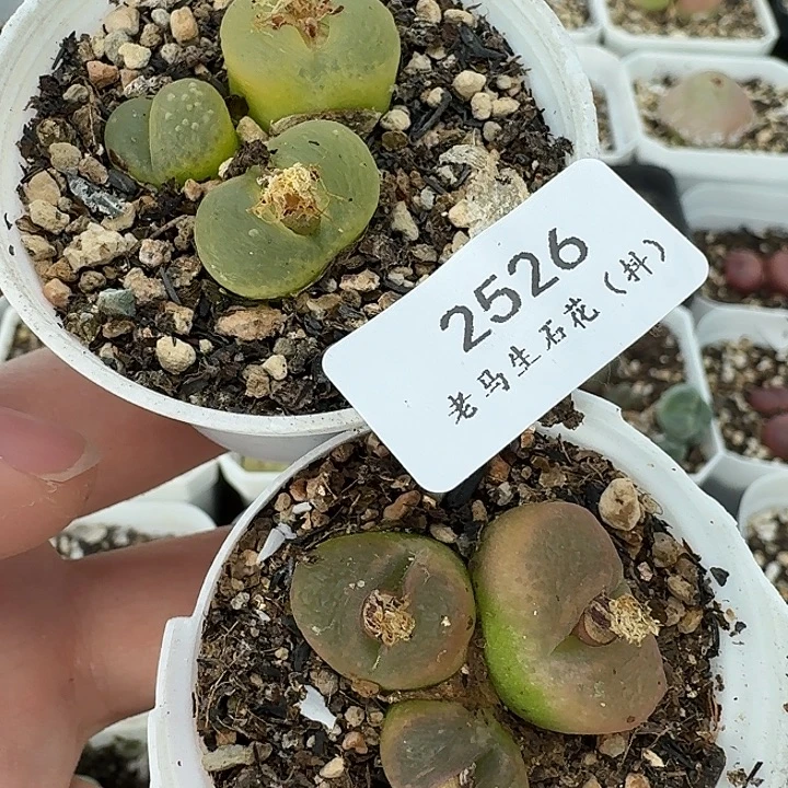 老马生石花三头毛2526