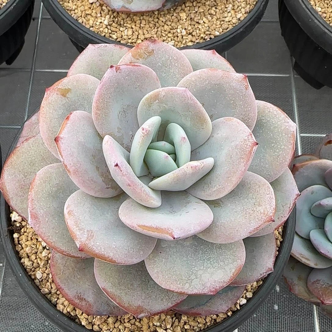 从前慢花园精选奶茶大