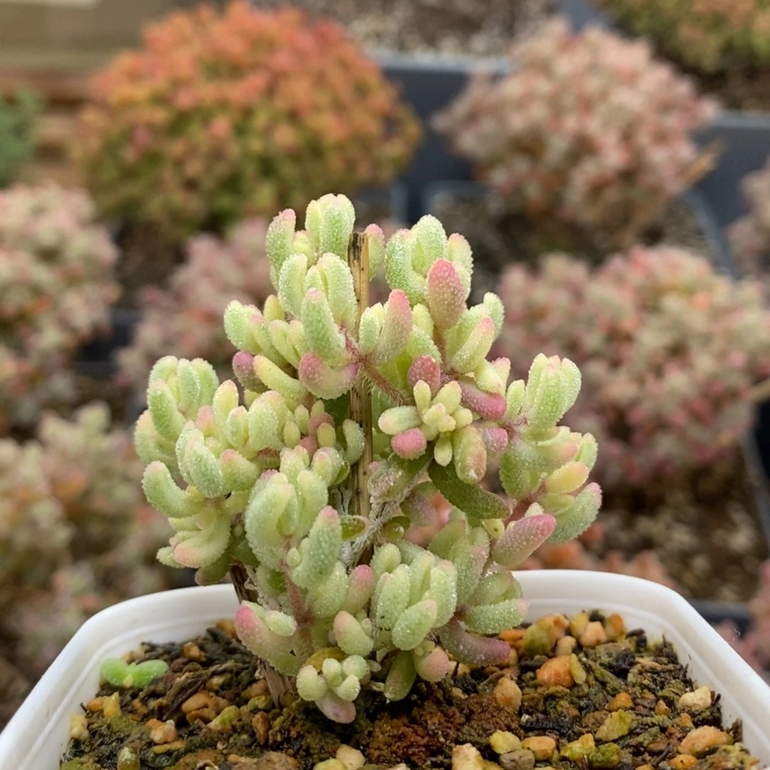 一***饼红宝石锦5288枝干番杏