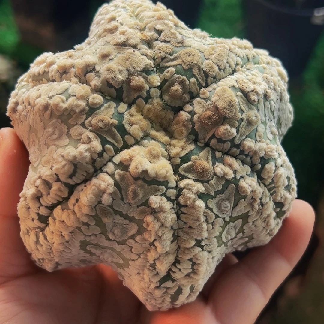 无花朵浓白海星兜头无根058