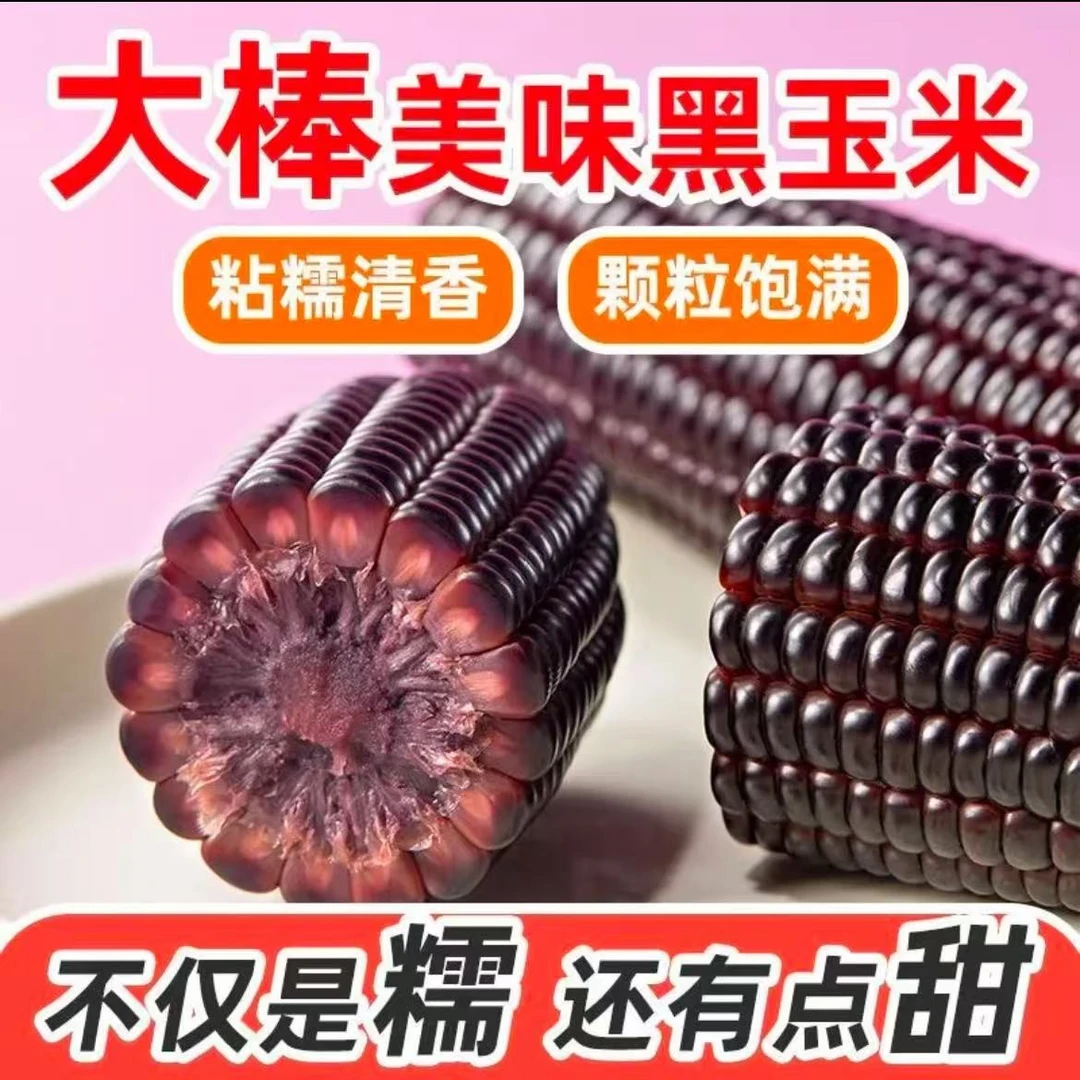 广东黑玉米新鲜甜糯玉米带壳玉米正宗黑糯玉米紫糯粘玉米粗粮代餐