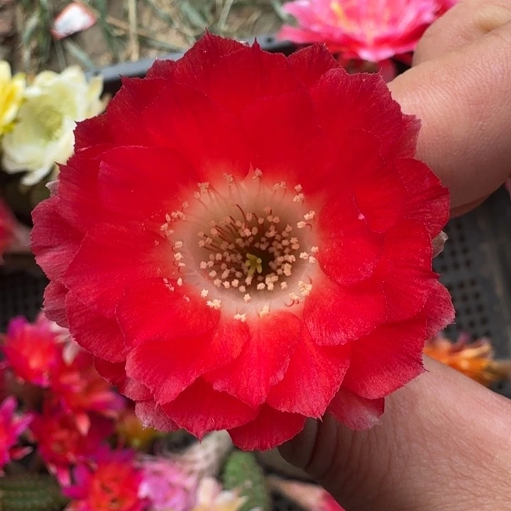 217丽花红舞裙歪2到3公分左右无根侧牙，20包邮