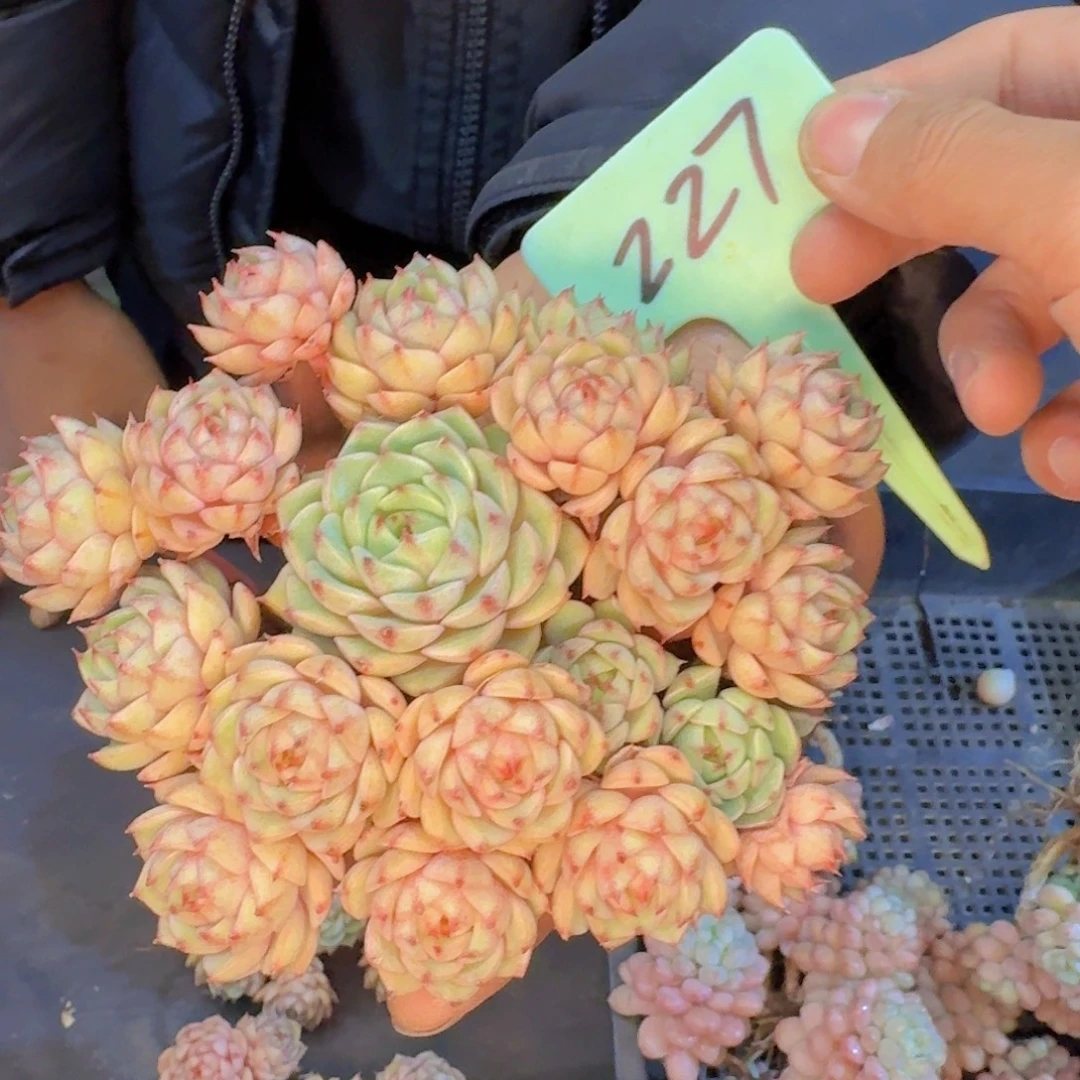 多肉植物的生长发育和