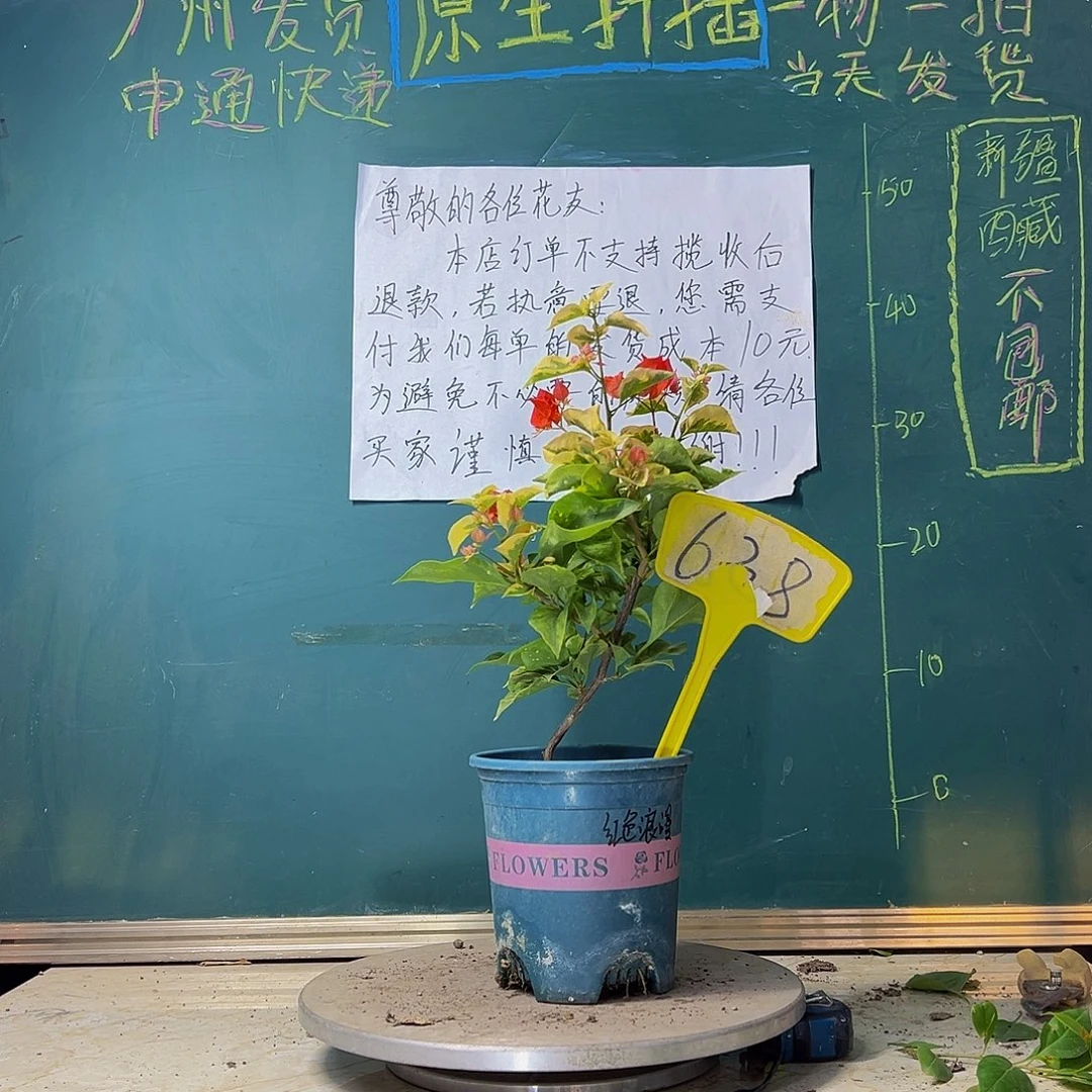 当前无花栽培后可以开花红色浪漫638