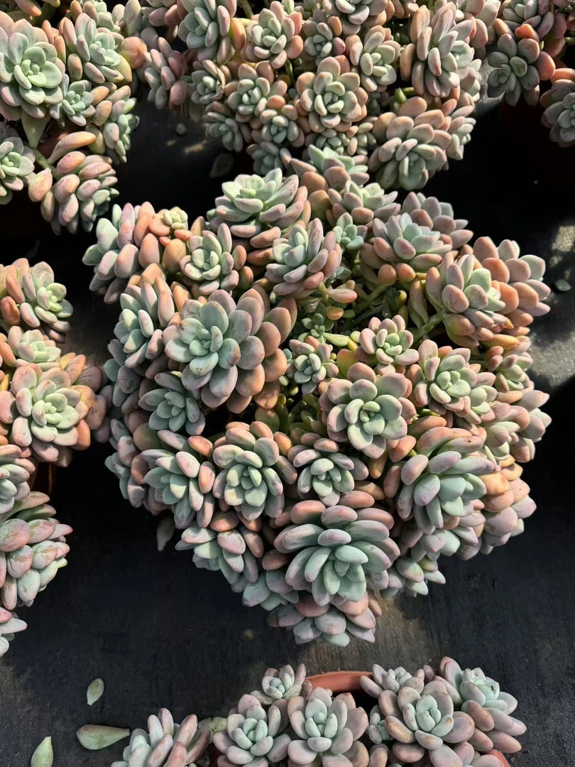 精品大红洛神  新手必拍 好看好养 多肉植物云南昆明发货