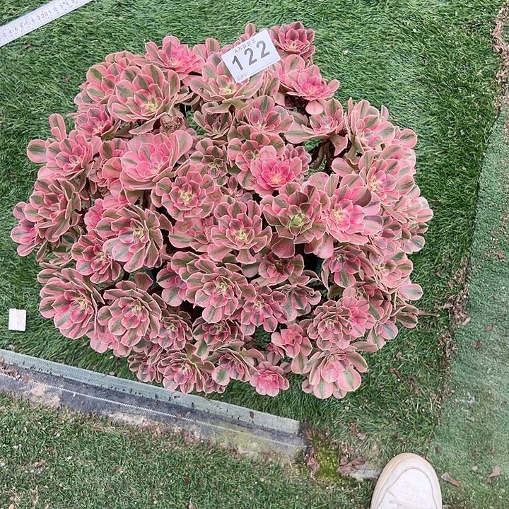 无花朵?**煜122女巫法师特价