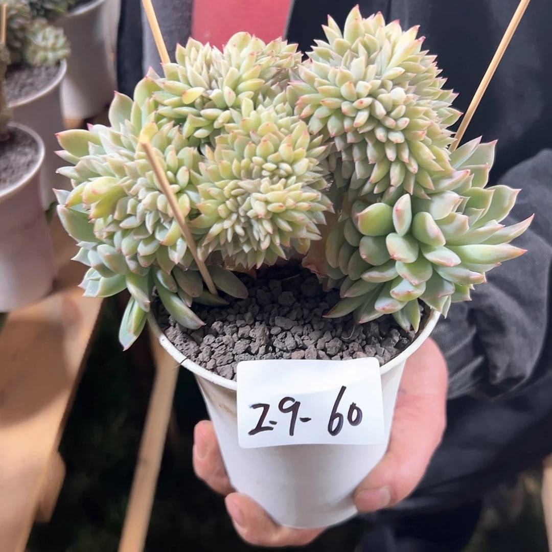 2.9-60冰魄缀化多肉