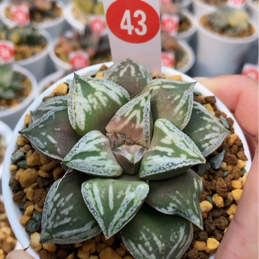 【闪购商品】43铜雀台