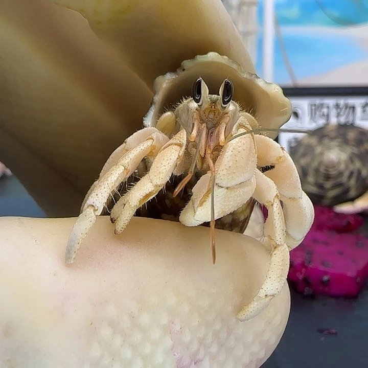 A41灰白1.2cm口径