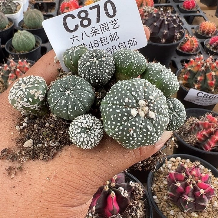 桃***板870号下播福利实生兜9个仙人球