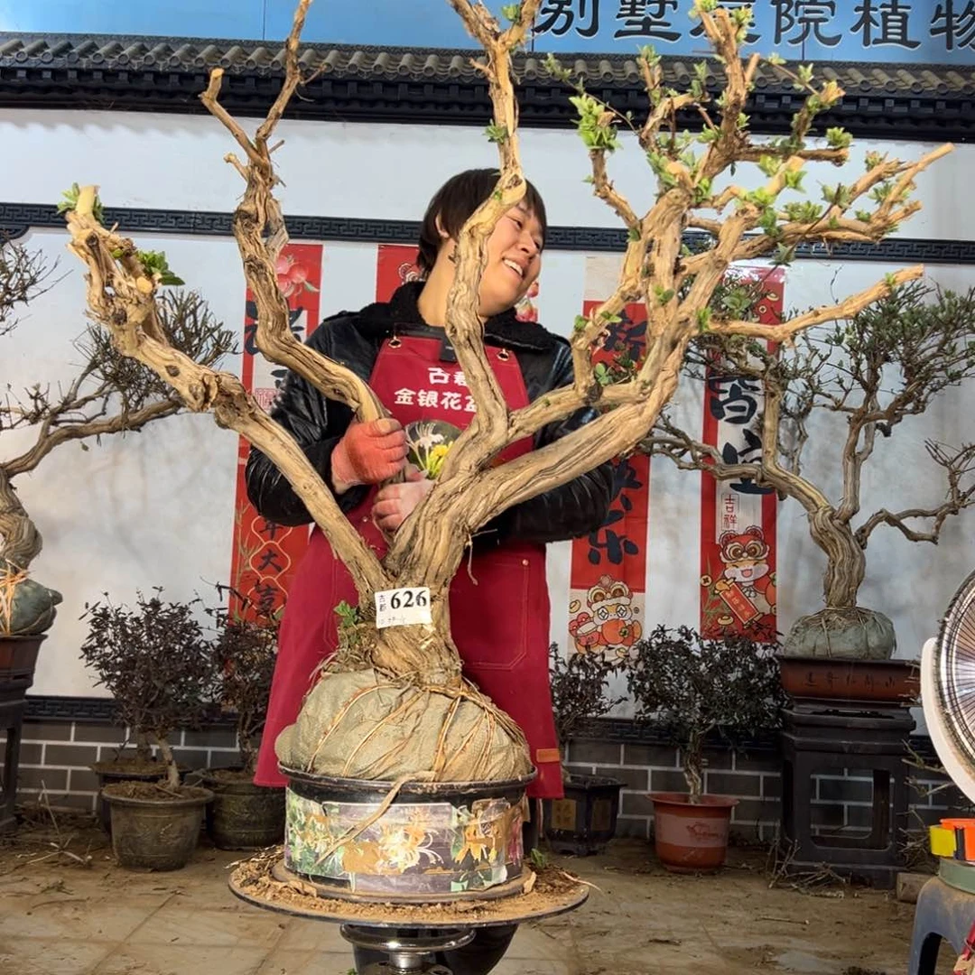 金银花888888888888888