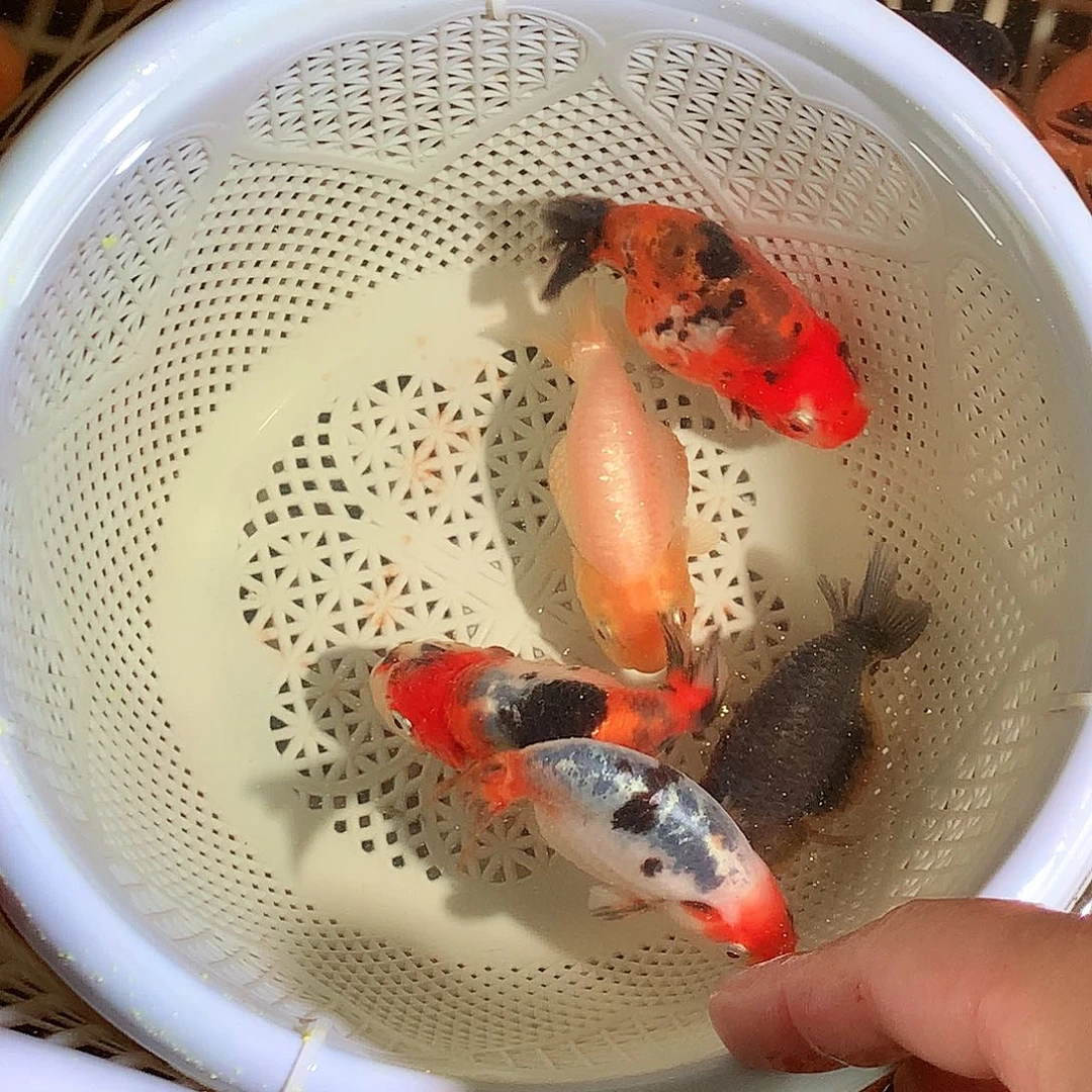 金鱼商品兰寿，开箱视频包损
