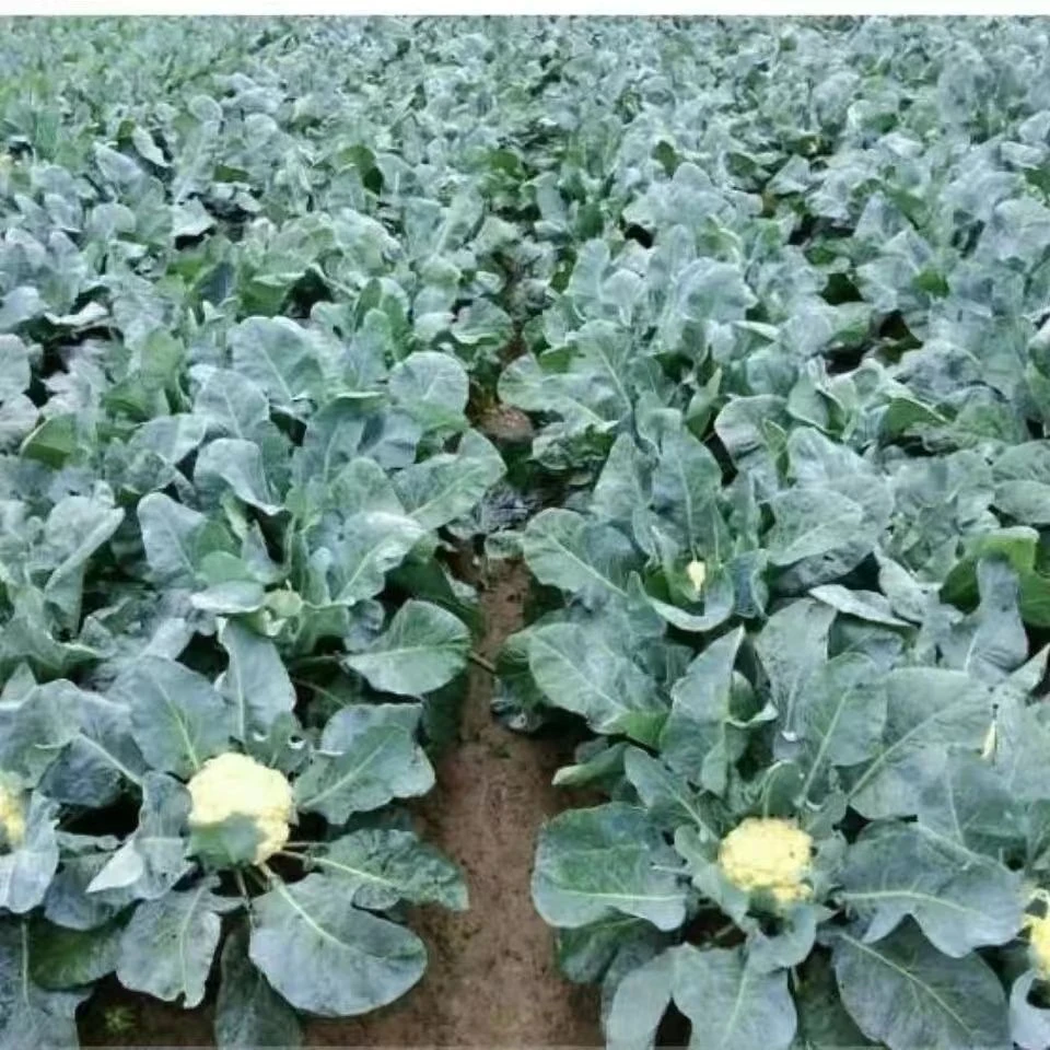 【全店满五包包邮】雪美人白花菜种子热销四季蔬菜种子春夏秋季播种