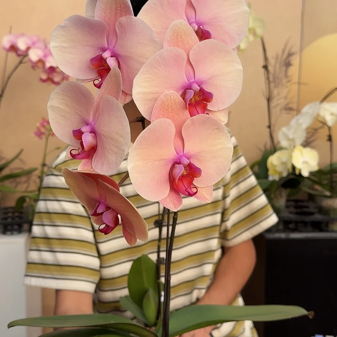 大部分花苞少量开放369/一棵77