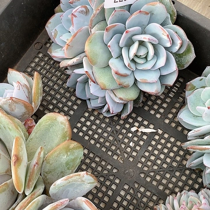 【闪购商品】2203多肉植物盆栽