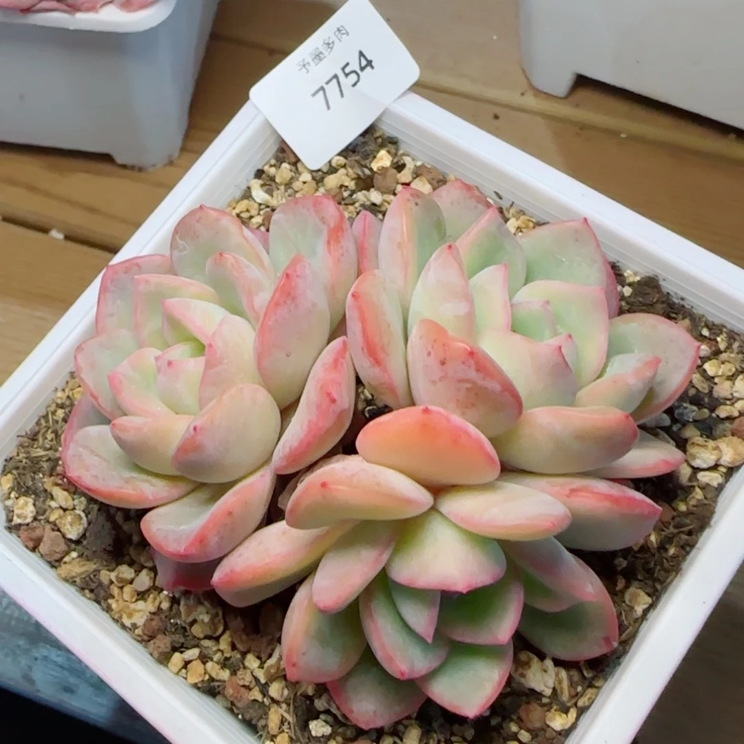 泡芙无砍，7754多肉植物