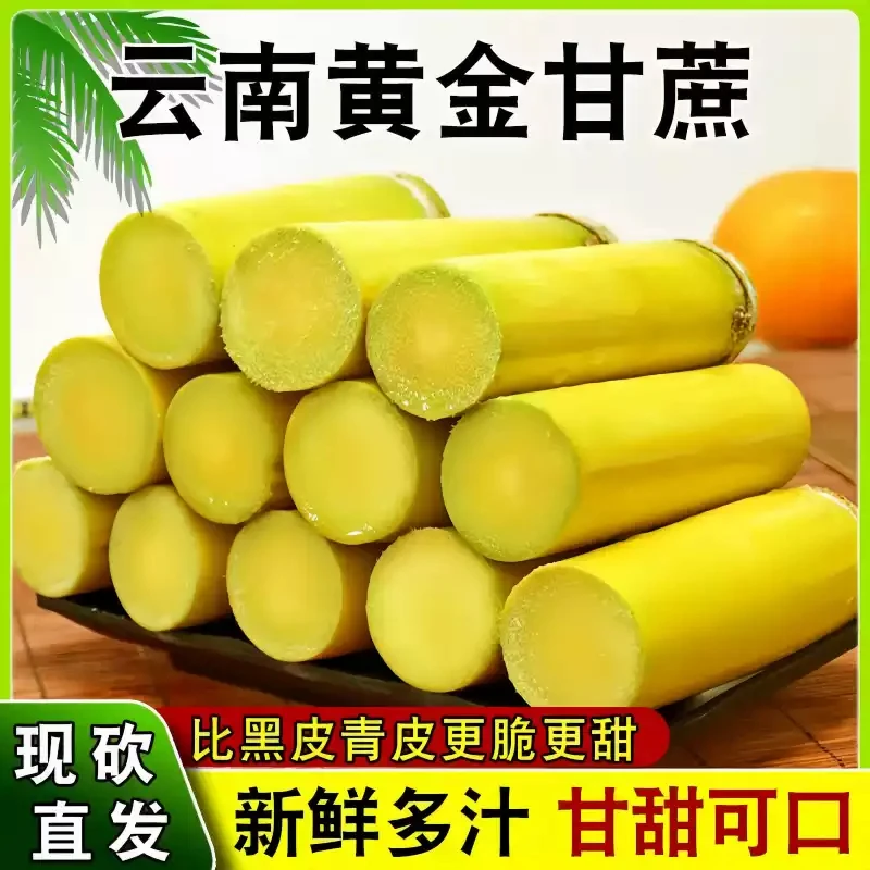 云品毛毛云南黄金甘蔗新鲜当季水果黄皮青皮甘蔗现砍脆甜多汁