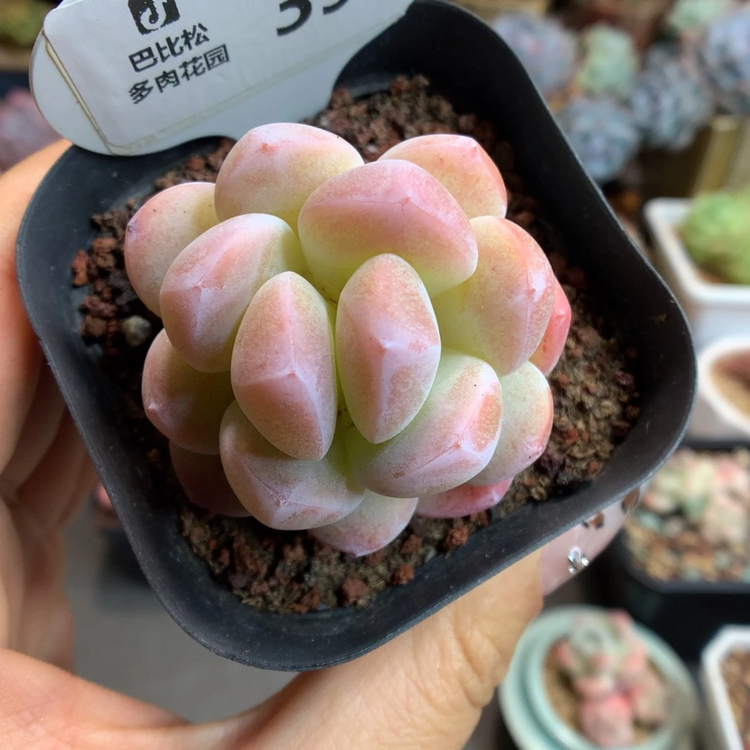 390异色三头冰宝宝石化多肉植物