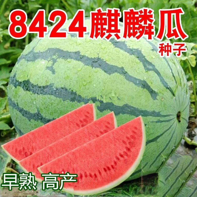 【拍一发六】8424麒麟少籽西瓜种子甜王水果种孑