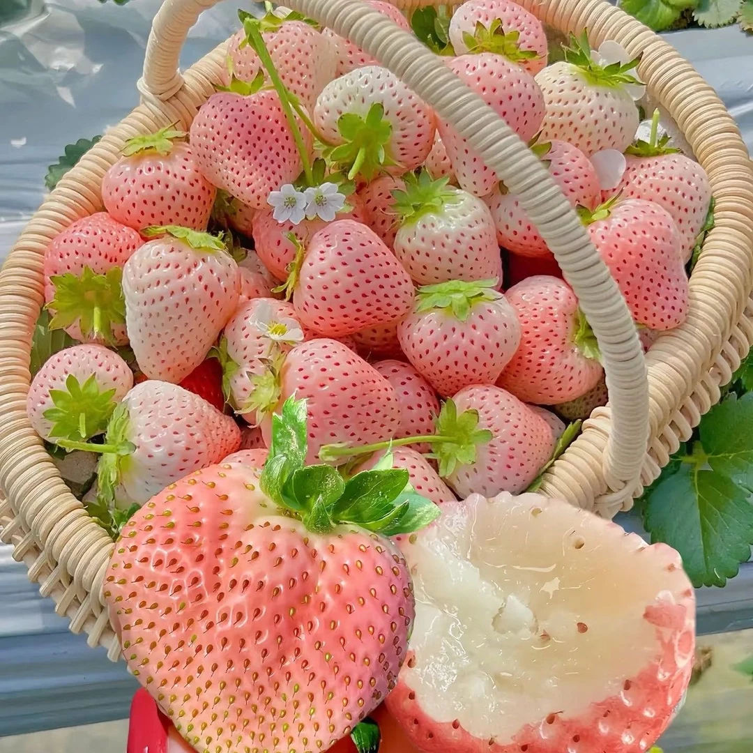 【粉玉粉草莓大盆栽】带花果带盆土栽好南北方阳台院子四季花卉绿植