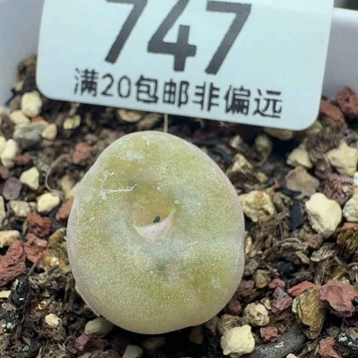 空卡带盆土。