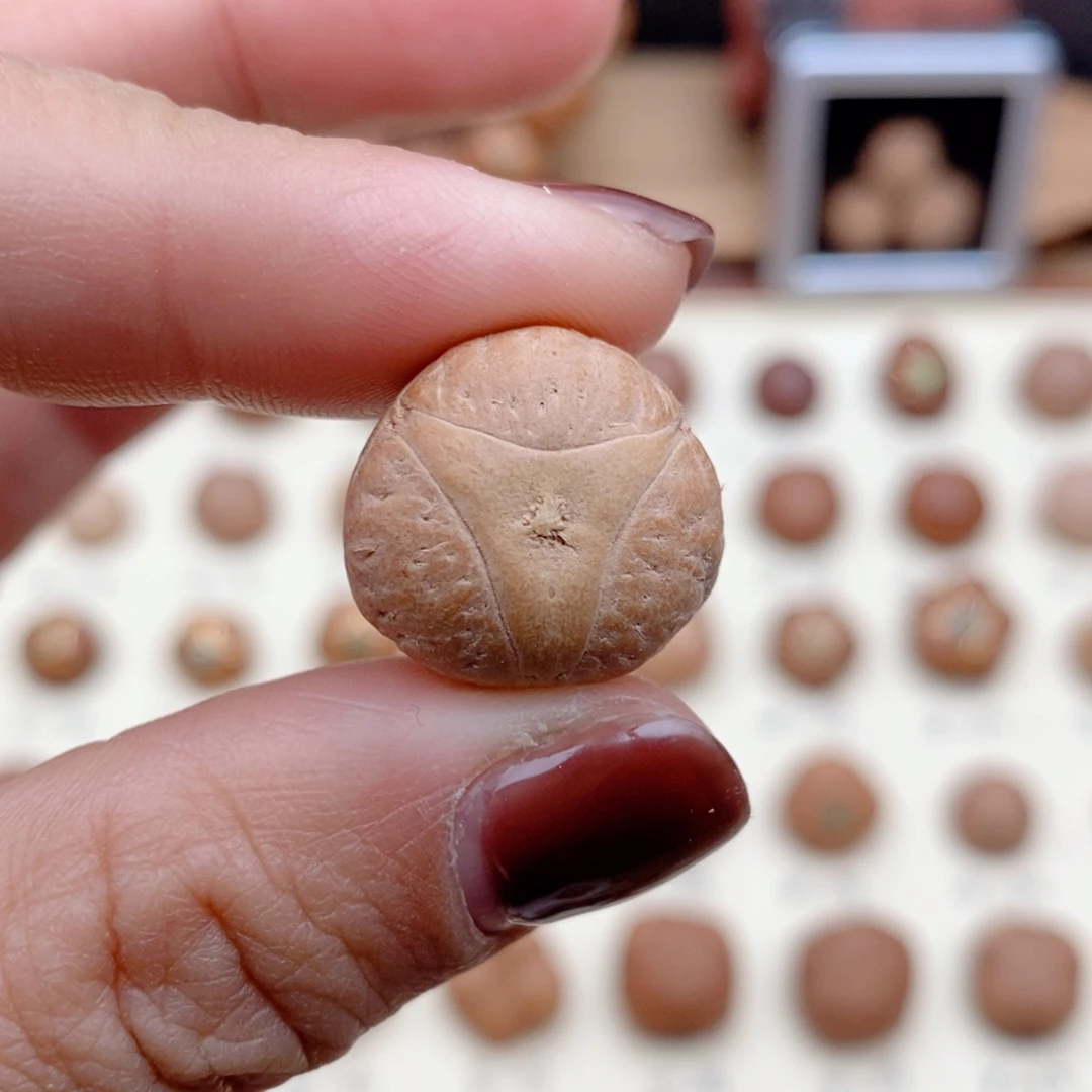 龙眼菩提吊坠龙眼