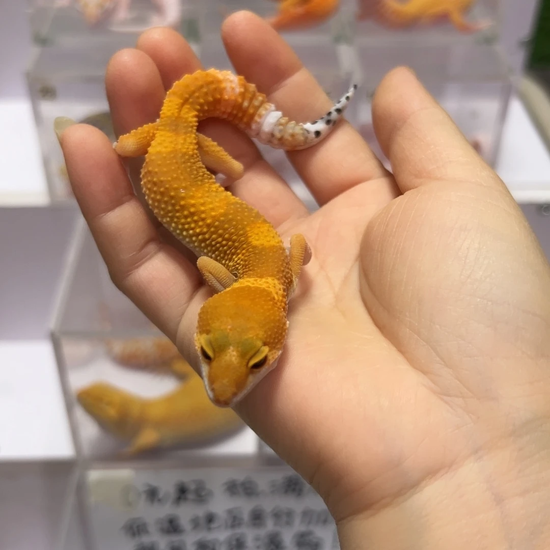 豹纹守宫豹纹守宫