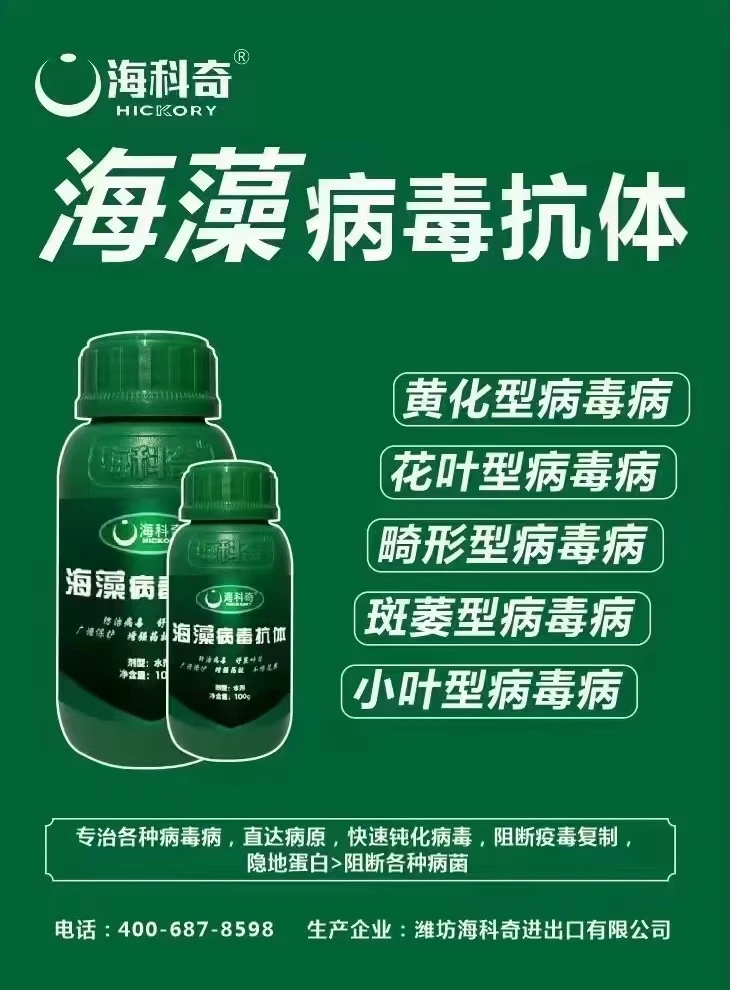 海科奇海藻病毒抗体抑制花脸花叶小叶畸形斑萎病毒性问题