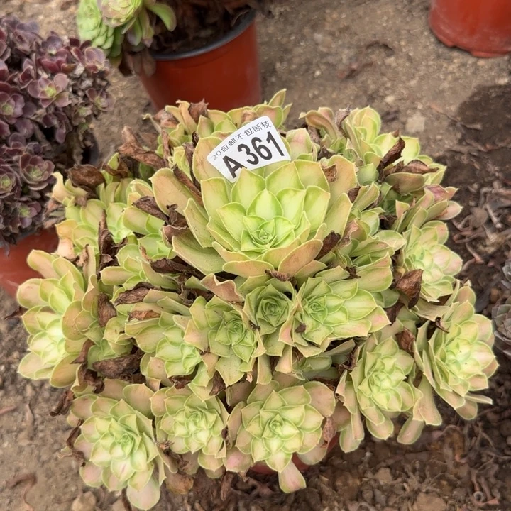 韶华……多肉植物……